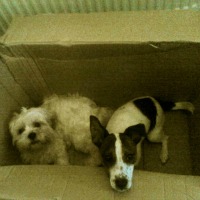 "It's not just kids, our two pups love playing in them..."