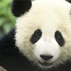 WWF
