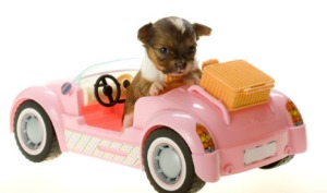 picture of puppy in car