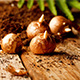 425 spring bulbs &pound;10 all-in
